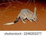 Macrotis is a genus of desert-dwelling marsupial omnivores known as bilbies or rabbit-bandicoots; they are members of the order Peramelemorphia.