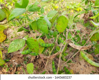 pulses plants images stock photos vectors shutterstock https www shutterstock com image photo macrotyloma uniflorum plant pulse many names 1643683237