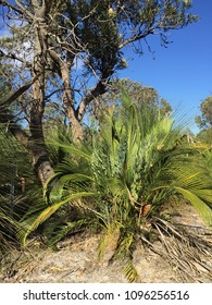 Macrozamia Fraseri, Banksia Woodland