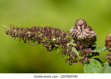 Mad Bird Portrait