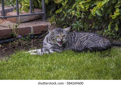 Mad Cat Hissing Dog Stock Photo 584269600 | Shutterstock