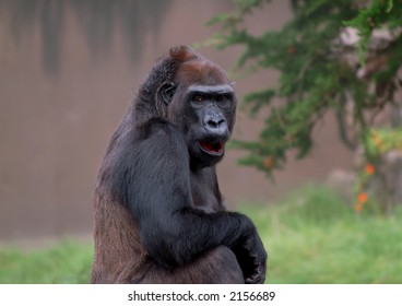 Mad Gorilla
