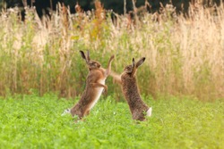 Mad Hares Boxing In A Crop Field In Norfolk UK. Pair Of Wild Animals Fighting Each Other By Punching With Thier Front Legs