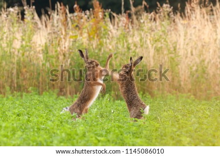 Mad hares boxing in a crop field in Norfolk UK. Pair of wild animals fighting each other by punching with thier front legs