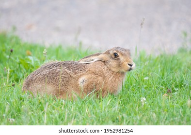 Mad March Hare With Big Brown Eyes Sitting In The Grass In An English Field