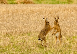 Mad March Hares - Hares Boxing In A Field