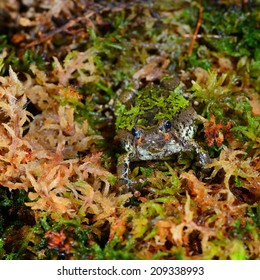 Madagascan Burrowing Frog Scaphiophryne marmorata in moss - Shutterstock ID 209338993