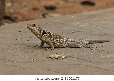 Madagascan Collared Iguana (Oplurus cuvieri) adult standing on path, Madagascan endemic

Ampijoroa Forest Station, Ankarafantsika Reserve, Madagascar       November