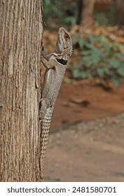 Madagascan Collared Iguana (Oplurus cuvieri) adult clinging to tree trunk, Madagascan endemic

Ampijoroa Forest Station, Ankarafantsika Reserve, Madagascar       November
