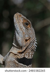 Madagascan Collared Iguana (Oplurus cuvieri) close up of adult, Madagascan endemic

Ampijoroa Forest Station, Ankarafantsika Reserve, Madagascar       November