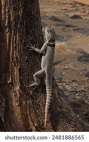 Madagascan Collared Iguana (Oplurus cuvieri) adult clinging to tree trunk, Madagascan endemic

Ampijoroa Forest Station, Ankarafantsika Reserve, Madagascar       November