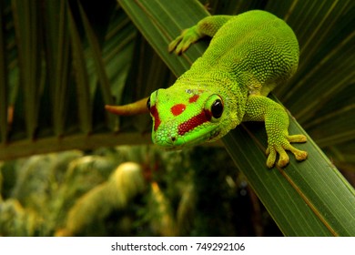 59,759 Geckos Images, Stock Photos & Vectors | Shutterstock