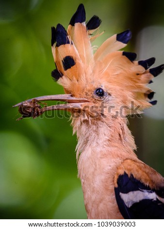 Madagascan hoopoe with a bug in his beak sitting on a branch in forest with green background. Antananarivo, Madagascar, Africa