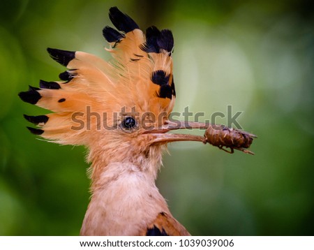 Madagascan hoopoe with a bug in his beak sitting on a branch in forest with green background. Antananarivo, Madagascar, Africa