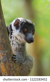 Madagascan Mongoose Lemur