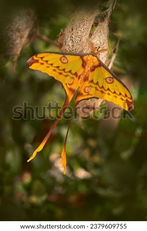 Madagascan moon moth with big cocoon in green vegetatin. Comet moth, Argema mittrei, big yellow butterfly in the nature habitat, Andasibe Mantadia NP in Madagascar. Madagascar big yellow butterfly. 