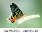 Madagascan Sunset Moth (Chrysiridia rhipheus) ,World