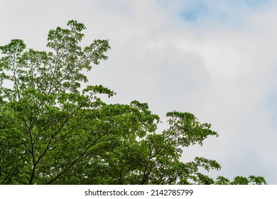 Madagascar Almond Terminalia Mantaly Spring Stock Photo 2142785799 ...