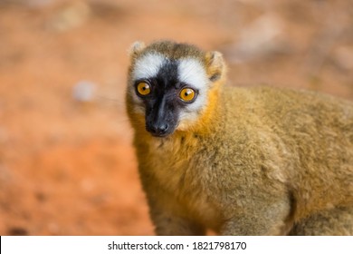 Madagascar, Berenty, Berenty Reserve. Common Brown Lemur.