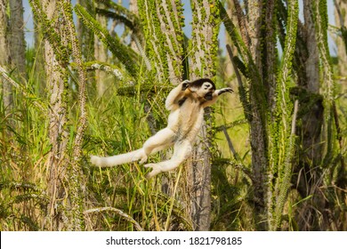 Madagascar, Berenty, Berenty Reserve. Verreaux's Sifaka Leaping Down To The Road From Its Perch In A Tree.