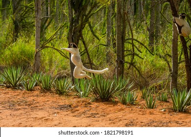 Madagascar, Berenty, Berenty Reserve. Verreaux's Sifaka Leaping Down To The Road From Its Perch In A Tree.