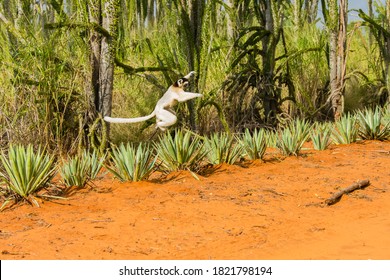 Madagascar, Berenty, Berenty Reserve. Verreaux's Sifaka Leaping Down To The Road From Its Perch In A Tree.