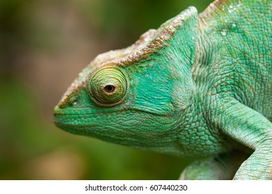 Madagascar Chameleon