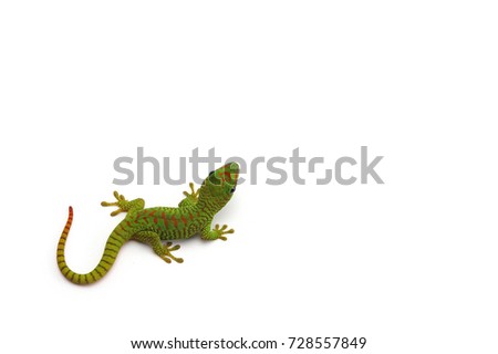 Madagascar day gecko isolated on white background