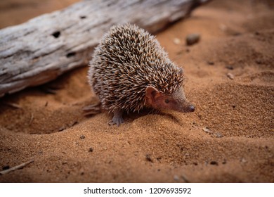 Madagascar Desert Hedgehog