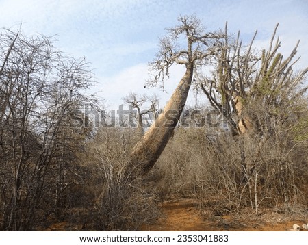 [Madagascar] Diagonally bent baobab tree (Arboretum d'Antsokay, Toliara)