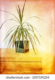 Madagascar Dragon Tree Houseplant On A Dresser. Photo With Artistic Grungy Effect.
