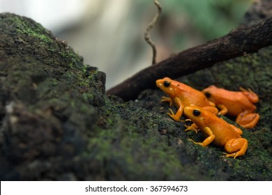 Madagascar endemic frog golden mantella close up