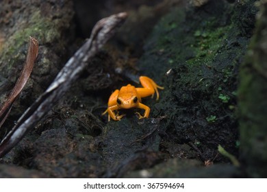 Madagascar Endemic Frog Golden Mantella Close Up