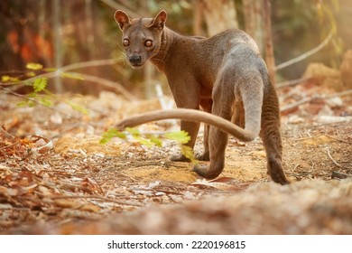Madagascar fossa. Apex predator, lemur hunter. General view, fossa male with long tail in natural habitat. Shades of brown and orange. Endangered wild animal in the wild. Kirindy Forest, Madagascar. - Shutterstock ID 2220196815