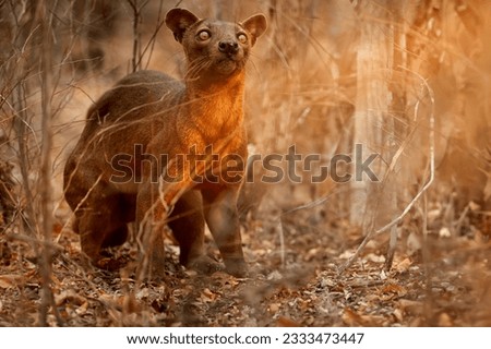 Madagascar Fossa, Cryptoprocta ferox. Apex predator, lemur hunter in natural environment of dense, dry Kirindy forest. Brown and orange colors, evening, dry season. Endangered wild animal. Madagascar. [[stock_photo]] © 