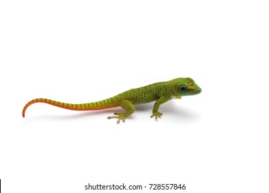 Madagascar gecko isolated on white background