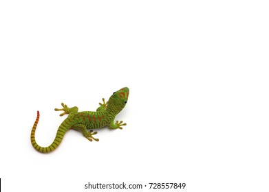 Madagascar gecko isolated on white background