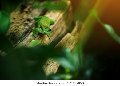 Madagascar giant Day gecko is beautiful small lizard, Day gecko have beautiful green emerald color in the Madagascar forest. Beautiful animals in the world. Selective focus and free space for text.