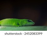 Madagascar giant day gecko (Phelsuma grandis) on the bamboo. Close-up. Selective focus. Gecko background.