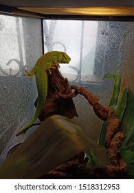 Madagascar Giant Day Gecko 