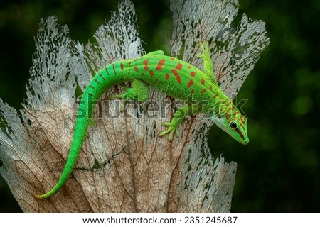 Madagascar Giant Day Gecko (Phelsuma grandis) on dry leaf.