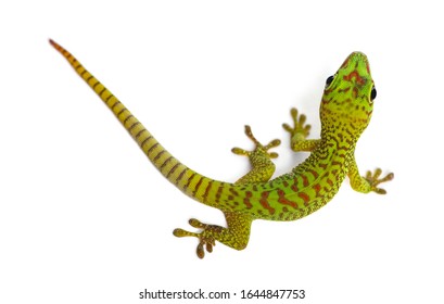 Madagascar giant day gecko view from up high, Phelsuma madagascariensis grandis, isolated on white
