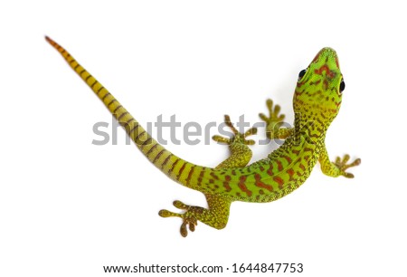 Madagascar giant day gecko view from up high, Phelsuma madagascariensis grandis, isolated on white