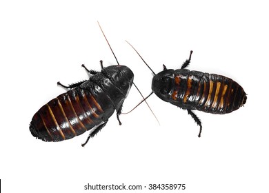 Giant Madagascar Hissing Cockroach Princisia Vanwaerebecki Stock Photo ...