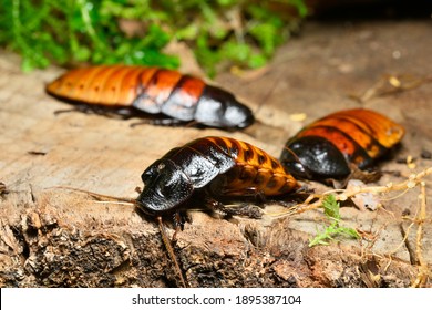 Madagascar hissing cockroach, Gromphadorhina portentosa, one of the largest species reaching 5 to 7.5 centimetres, 2 to 3 inches, at maturity.