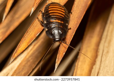Madagascar hissing cockroach (Gromphadorhina portentosa), known as hissing cockroach or hisser, is one of the largest species of insect cockroach, Isalo National Park, Madagascar wildlife animal