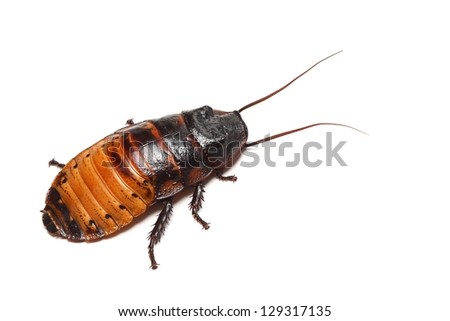 	Madagascar hissing Cockroach (Gromphadorhina portentosa)