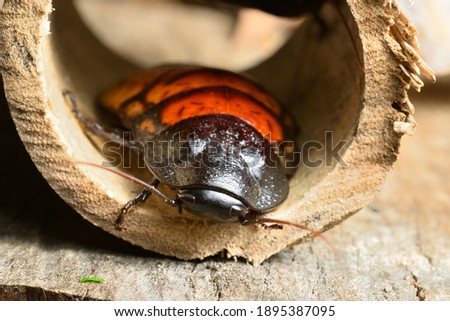 Madagascar hissing cockroach, Gromphadorhina portentosa, one of the largest species reaching 5 to 7.5 centimetres, 2 to 3 inches, at maturity.