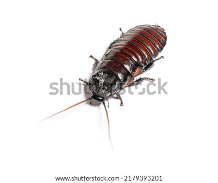 Madagascar hissing cockroach, Gromphadorhina portentosa, isolated on white