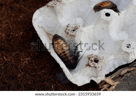 Madagascar hissing cockroach, Gromphadorhina portentosa. Large cockroaches hide in cells of egg box. Wildlife insect, exotic pet. Content in captivity. Entomology.